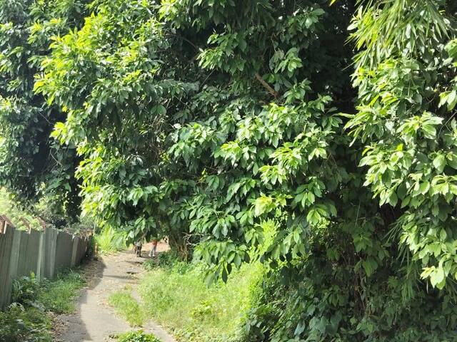 #489 - Área para Venta en Santa Tecla - La Libertad - 1